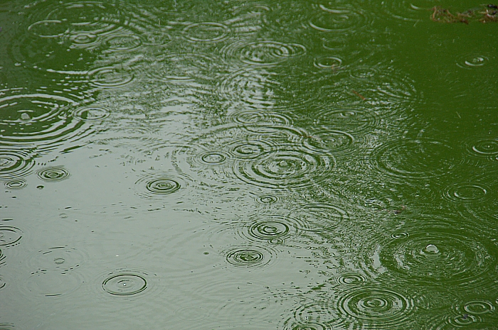 PICT1815 small RAINDROP RINGS ON POOL.jpg - 333515 Bytes
